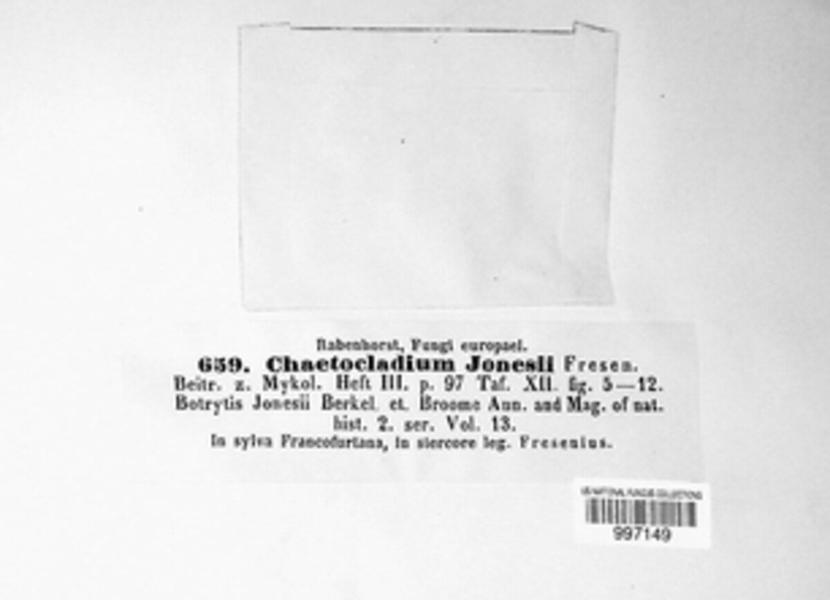 Chaetocladium jonesii image